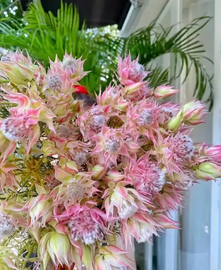 情人节送花，别只想到红玫瑰！（情人节送一朵玫瑰花合适吗?）