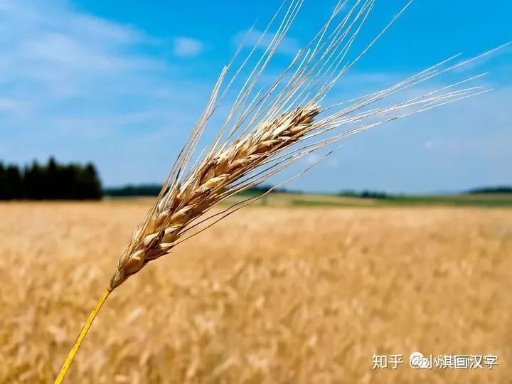 讲给孩子的二十四节气：小满-二十四节气之小满介绍