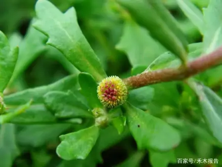 农村这野草，常被当成田间害草，但捣成汁可厉害了，能治慢性鼻炎（田地里的草古代叫什么）