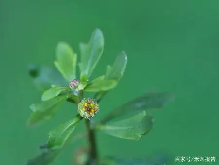 农村这野草，常被当成田间害草，但捣成汁可厉害了，能治慢性鼻炎（田地里的草古代叫什么）