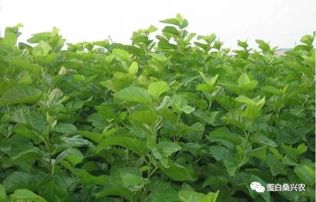 蛋白桑：桑叶的功效与作用 鲜桑叶的功效与作用 桑叶茶的功效与作用（蛋白桑叶茶的功效与作用）