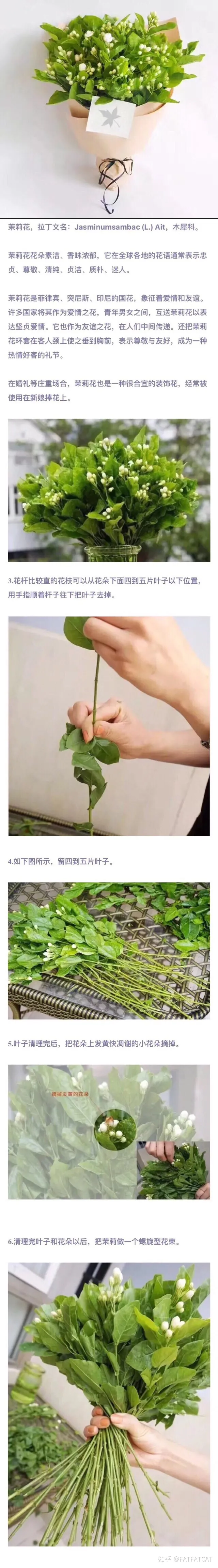 茉莉花怎么养才好？（水培茉莉花怎么养才长得好）