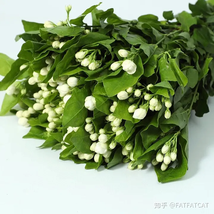 茉莉花怎么养才好？（水培茉莉花怎么养才长得好）