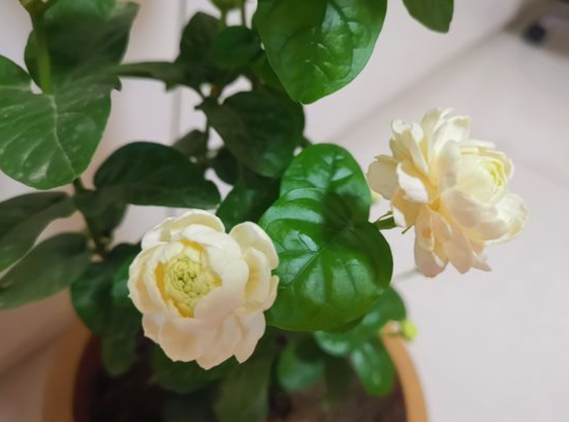 不会养茉莉花，教你做“3步”，新手都能养好它，四季开花不间断（怎么样养好茉莉花）