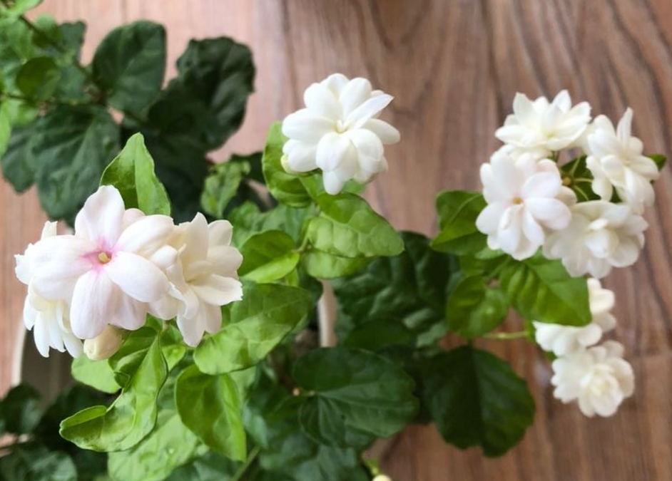 不会养茉莉花，教你做“3步”，新手都能养好它，四季开花不间断（怎么样养好茉莉花）