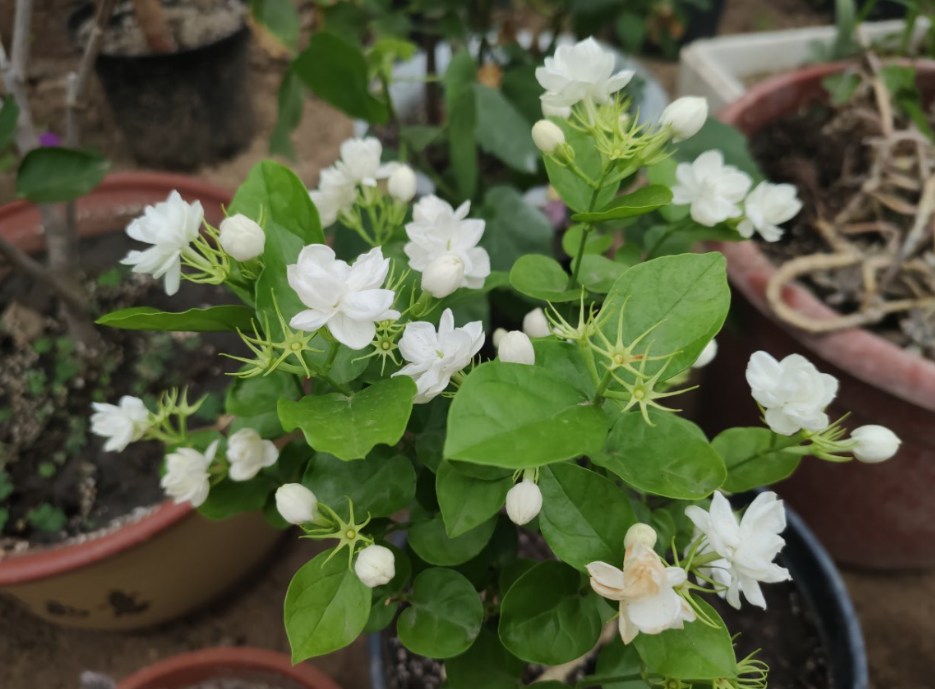 不会养茉莉花，教你做“3步”，新手都能养好它，四季开花不间断（怎么样养好茉莉花）