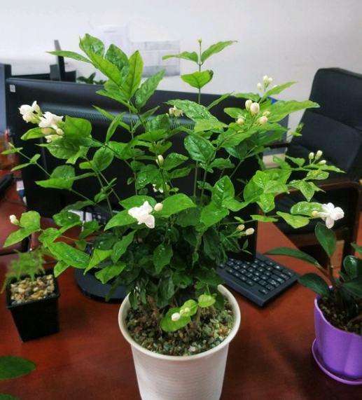 不会养茉莉花，教你做“3步”，新手都能养好它，四季开花不间断（怎么样养好茉莉花）