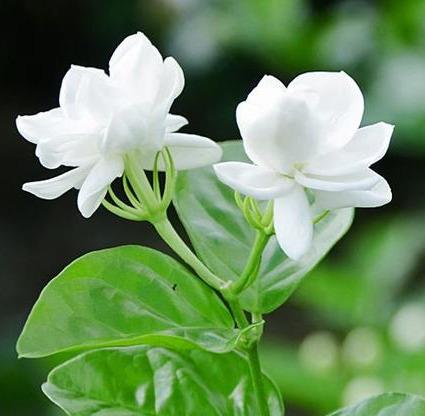 养好茉莉花，4个步骤缺一不可，花开满盆，一茬接一茬（茉莉花盆栽怎么养）