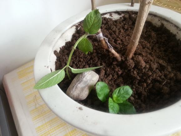 养好茉莉花，4个步骤缺一不可，花开满盆，一茬接一茬（茉莉花盆栽怎么养）
