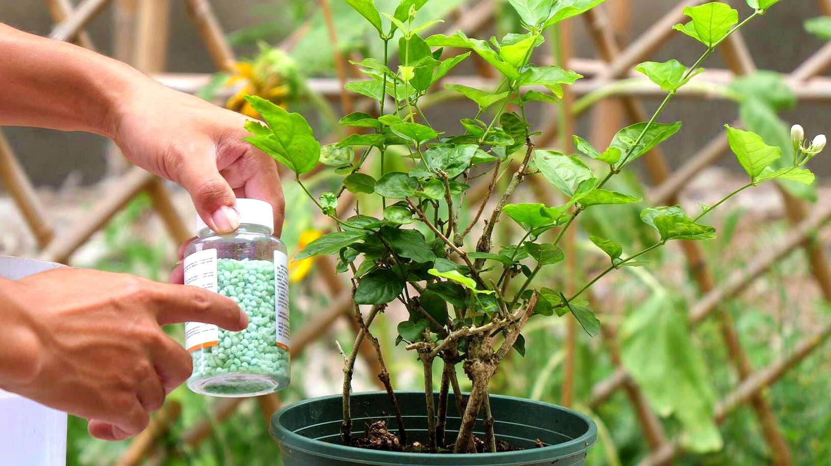 养茉莉，记住5点“疯狂”，一年开5茬，花开爆盆不是事（茉莉花养花指南）