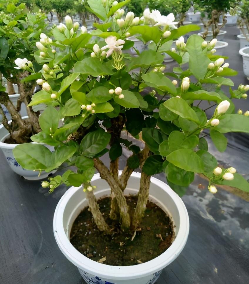 养茉莉，记住5点“疯狂”，一年开5茬，花开爆盆不是事（茉莉花养花指南）