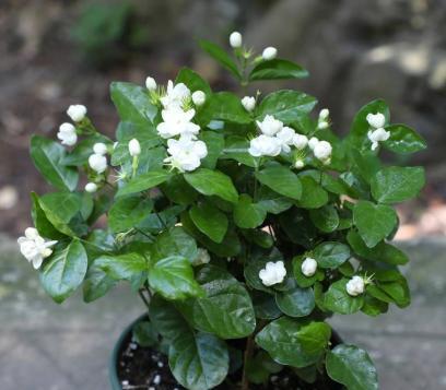 新手养茉莉花，只需做“3步”，呼呼开花香味足，四季不间断（茉莉花的养法和注意）