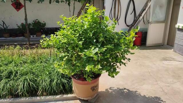 养茉莉花，做好4个“小技巧”，枝繁叶茂开花多，养上十年都不死（怎样养茉莉花植物）