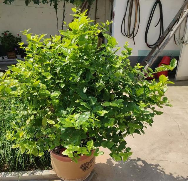 养茉莉花，做好4个“小技巧”，枝繁叶茂开花多，养上十年都不死（怎样养茉莉花植物）