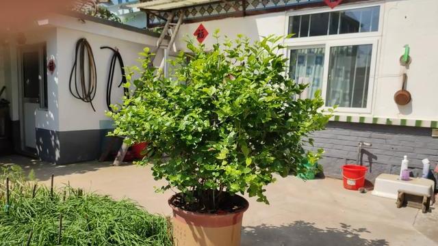 养茉莉花，做好4个“小技巧”，枝繁叶茂开花多，养上十年都不死（怎样养茉莉花植物）