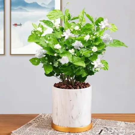 新买回家的茉莉花，到底怎么养？园艺师教你，“5大绝招”搞定它（刚买来的茉莉花怎么养）