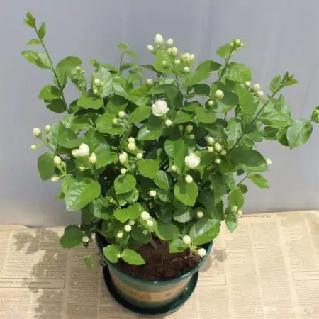 新买回家的茉莉花，到底怎么养？园艺师教你，“5大绝招”搞定它（刚买来的茉莉花怎么养）