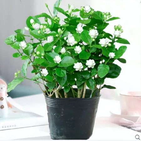 新买回家的茉莉花，到底怎么养？园艺师教你，“5大绝招”搞定它（刚买来的茉莉花怎么养）