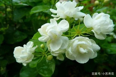 茉莉花的种植技巧，只需要注意这四个方面，看了的人都说学到了（茉莉花的种植方法及养护）