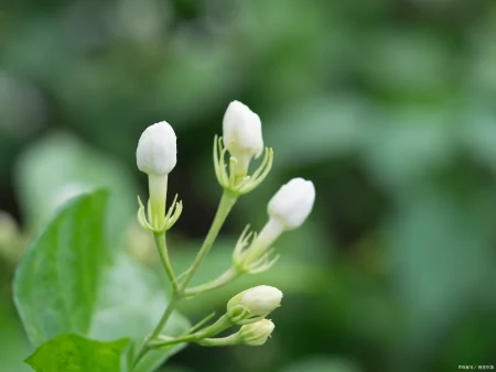 茉莉花的介绍种植方法日常管理（茉莉花的种植技术与管理）