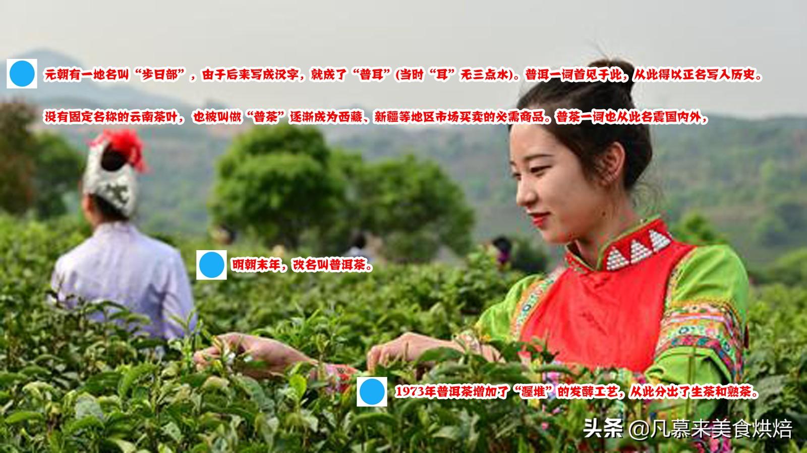 一文读懂普洱茶，生普洱茶和熟普洱有什么区别？12种普洱茶简介（生普洱茶与熟普洱茶）