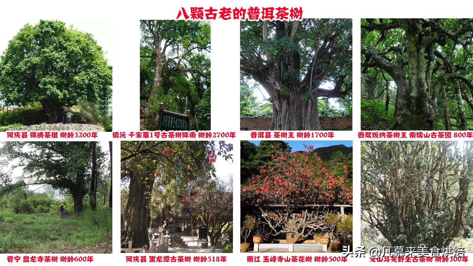 一文读懂普洱茶，生普洱茶和熟普洱有什么区别？12种普洱茶简介（生普洱茶与熟普洱茶）