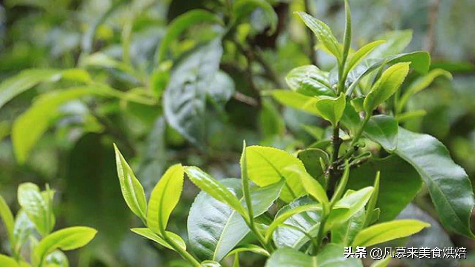 一文读懂普洱茶，生普洱茶和熟普洱有什么区别？12种普洱茶简介（生普洱茶与熟普洱茶）
