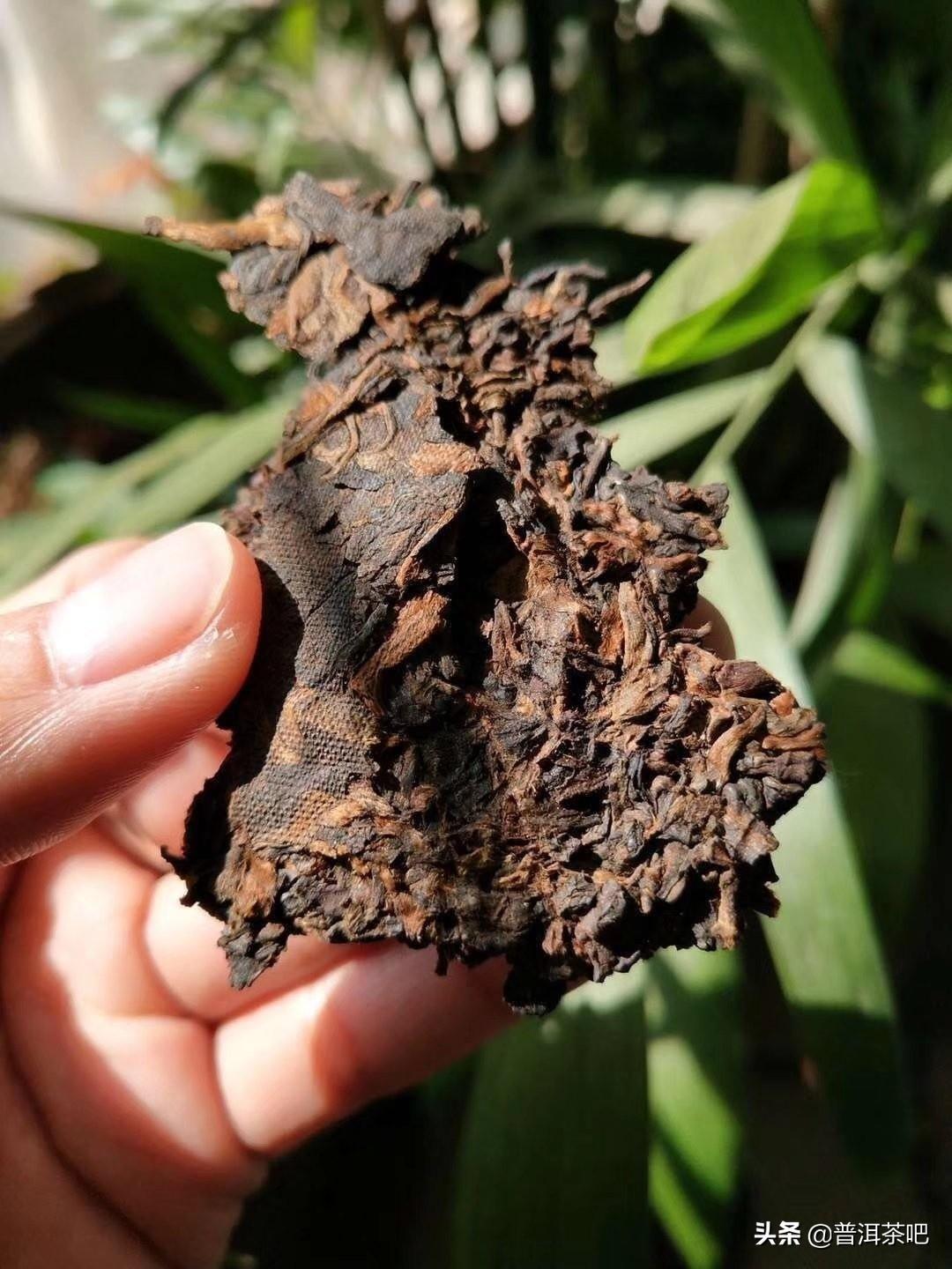 ‖普洱茶生茶和熟茶的区别，别在傻傻分不清楚了（普洱茶的生茶和熟茶有什么区别）