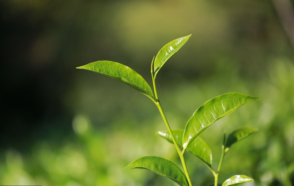 生茶和熟茶到底有什么区别？（生茶和熟茶的区别是什么?）