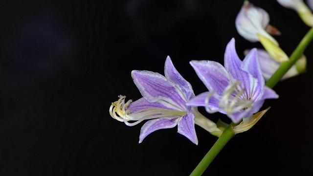 双子座的内心世界，你了解多少？-双子座的心思