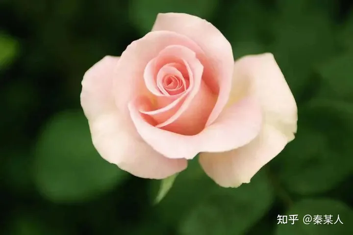 二十四节气:芒种（二十四节气芒种手抄报文字）