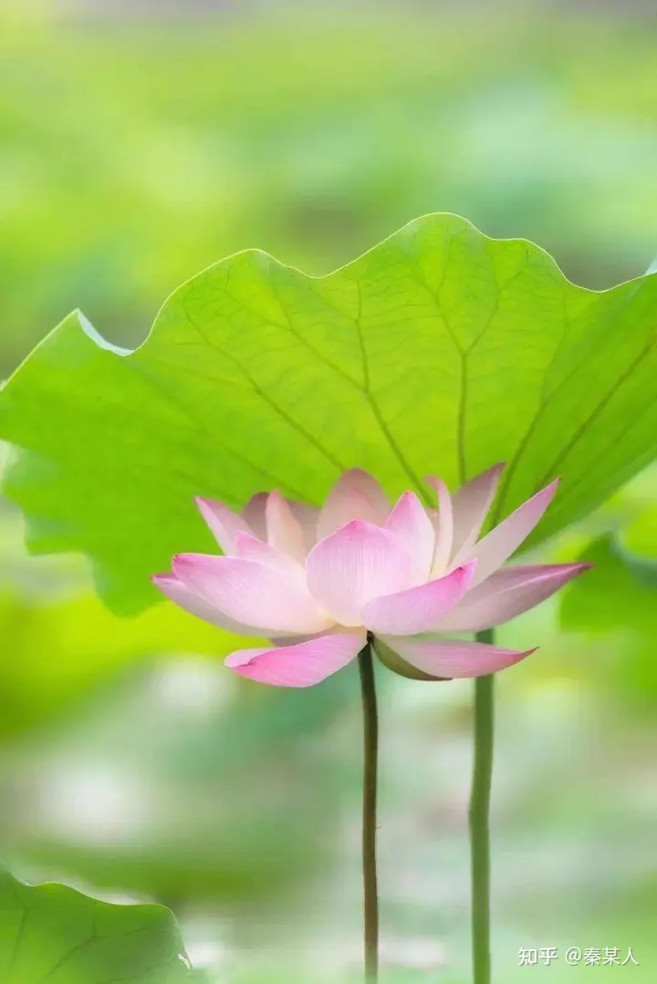 二十四节气:芒种（二十四节气芒种手抄报文字）