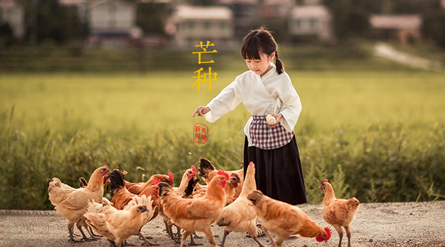 芒种丨愿你的忙，不慌不茫（愿你忙中有闲）