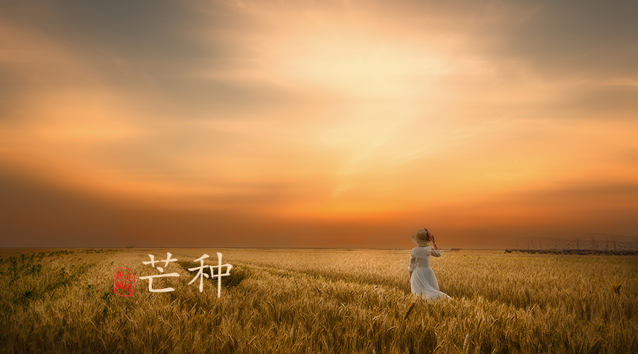 芒种丨愿你的忙，不慌不茫（愿你忙中有闲）