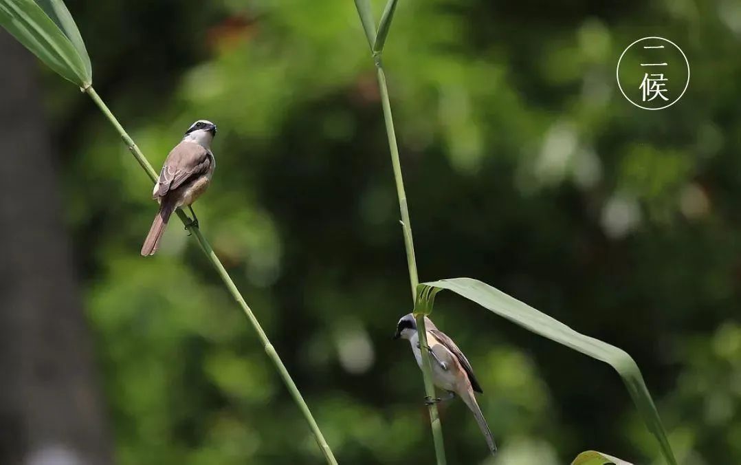 芒种：忙有所得 种有所获（忙有所获累有所得的成语怎么说）