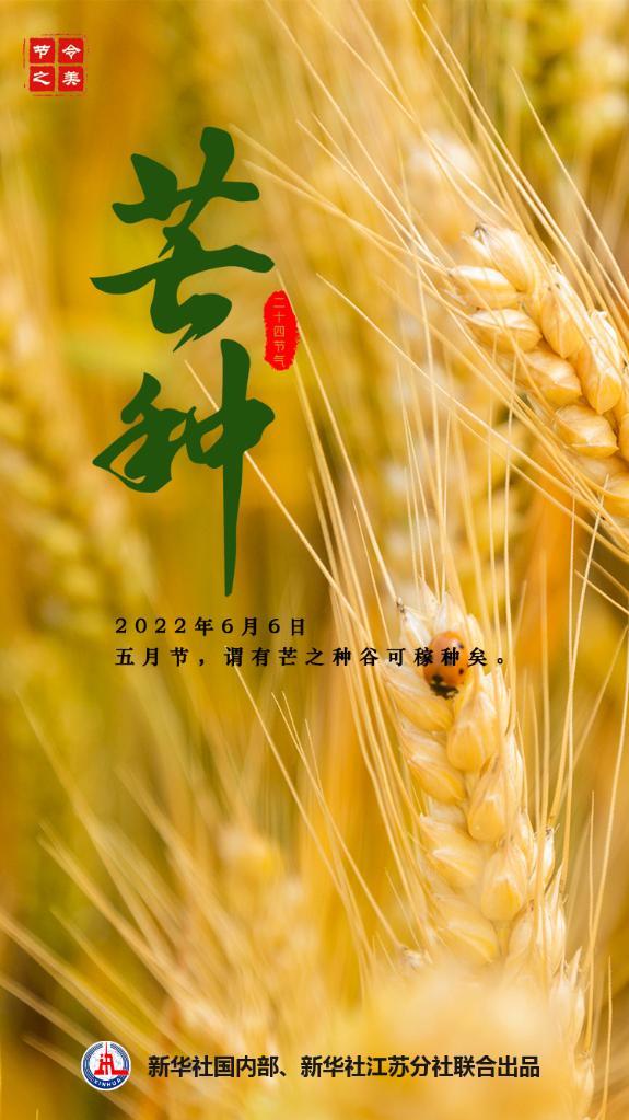 芒种芒种，忙收忙种（芒种芒种忙收忙种写的是夏天吗）