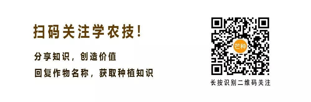 怎样杀灭芦苇草、牛筋草、白茅恶性杂草？一招见效（杀芦苇最好的除草剂是什么药）