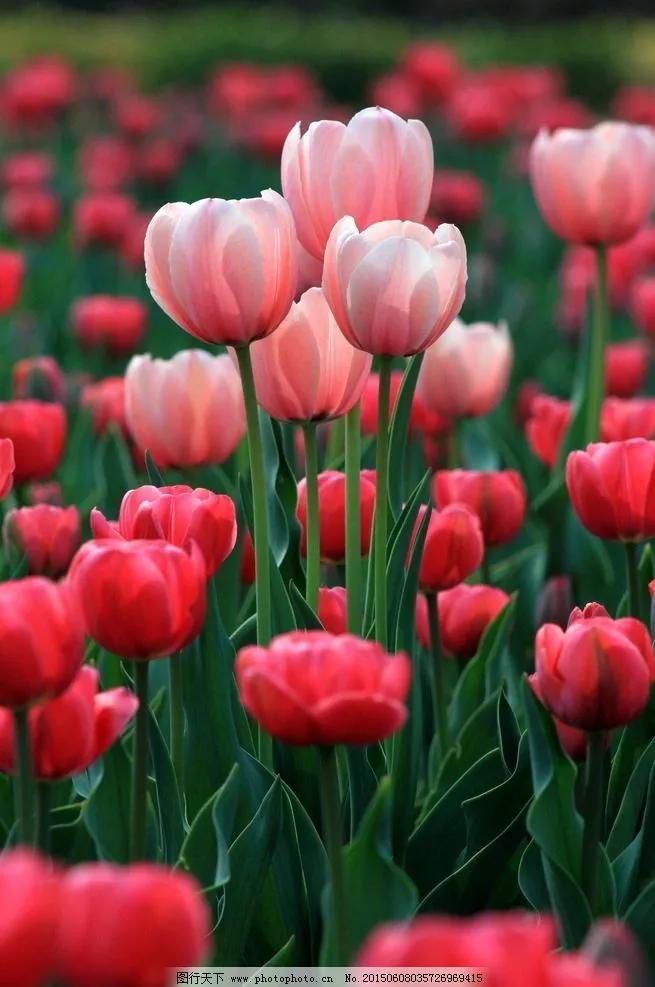 郁金香花语和寓意-郁金香花语文案