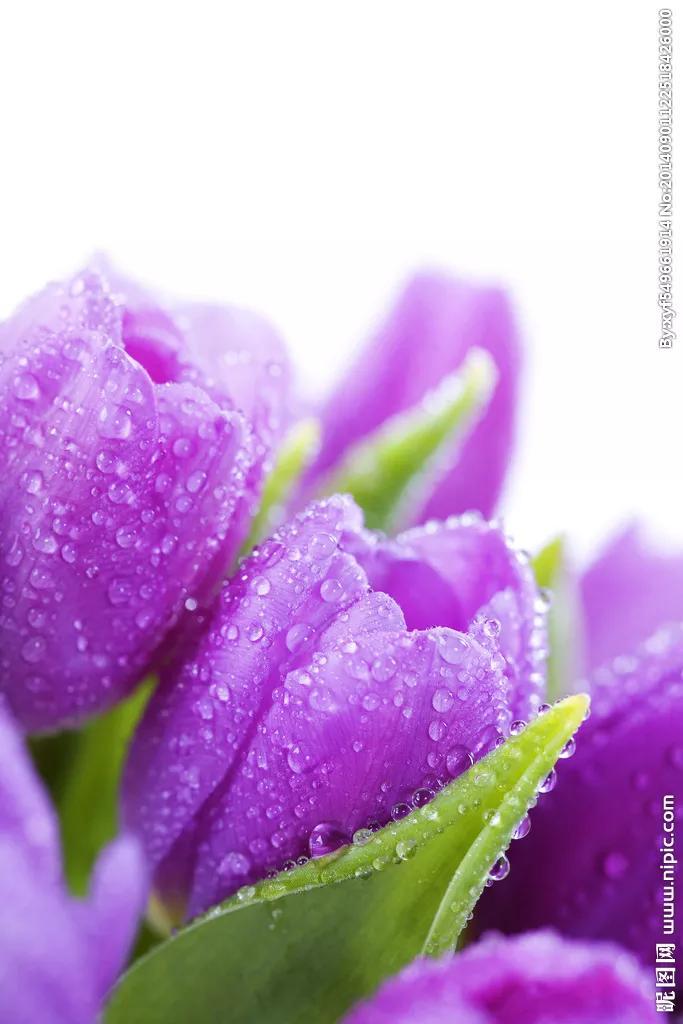 郁金香花语和寓意-郁金香花语文案