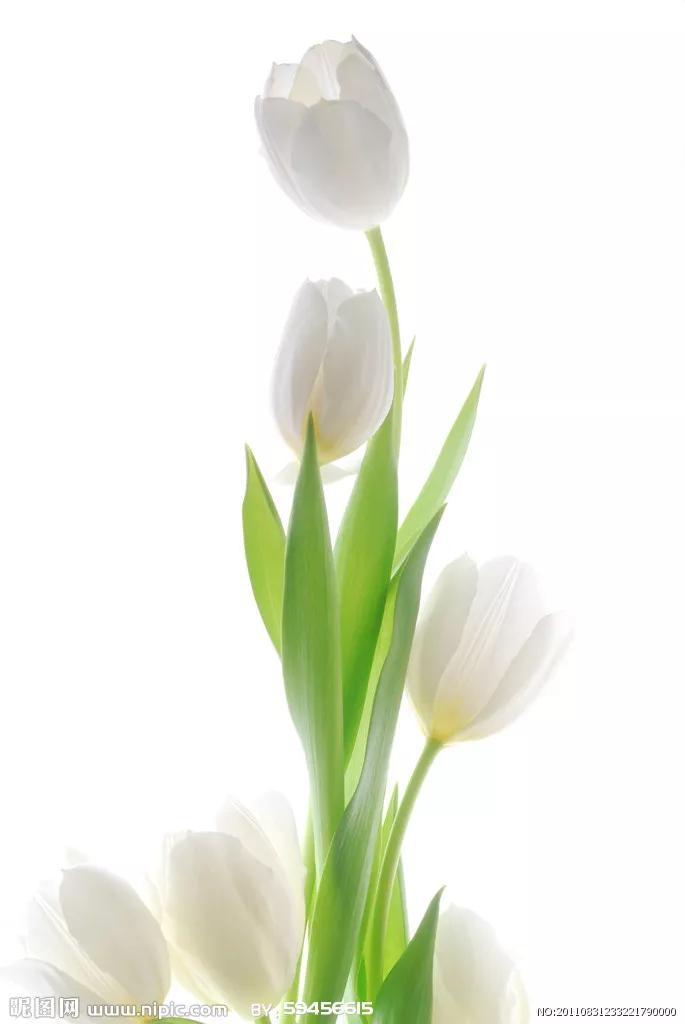 郁金香花语和寓意-郁金香花语文案