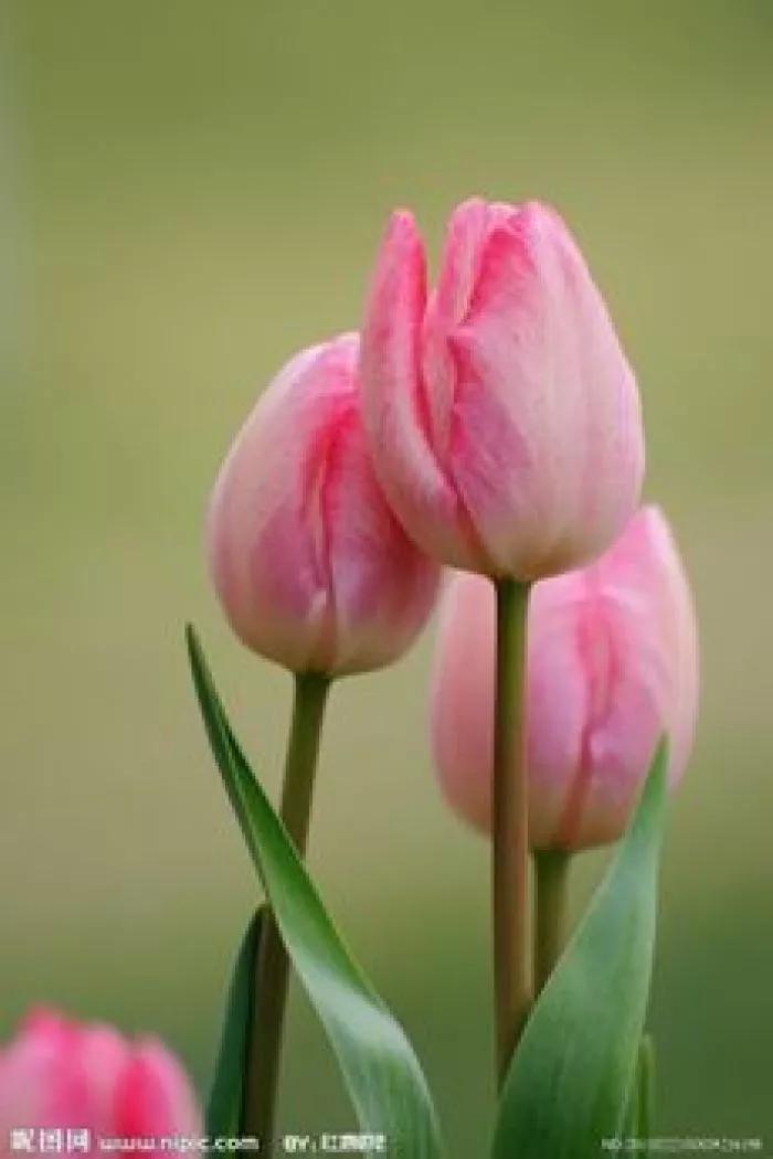 郁金香花语和寓意-郁金香花语文案