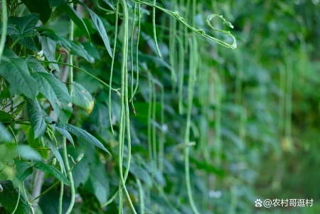 芒种后适合种植哪种蔬菜？这几种不要错过了，收成一茬接一茬（芒种后适合种什么蔬菜）