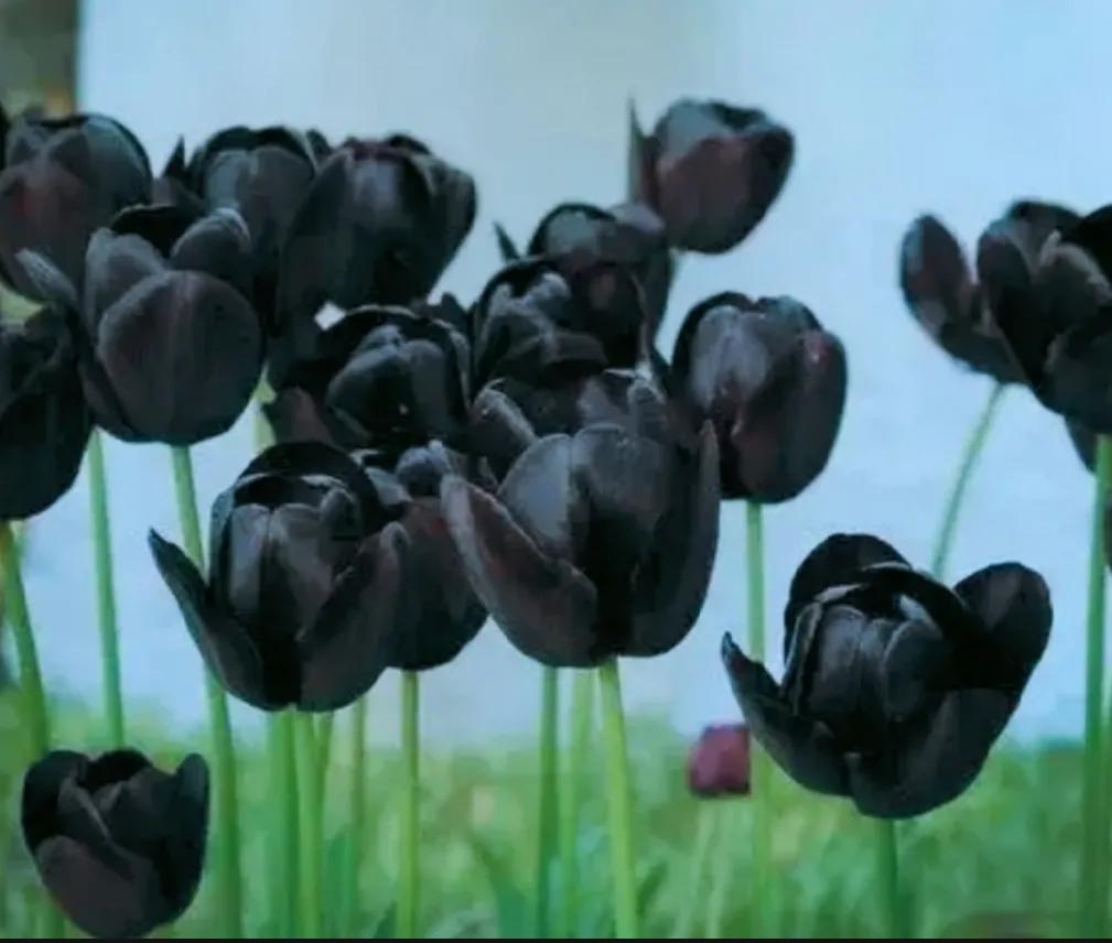 郁金香花语-郁金香好听的花语