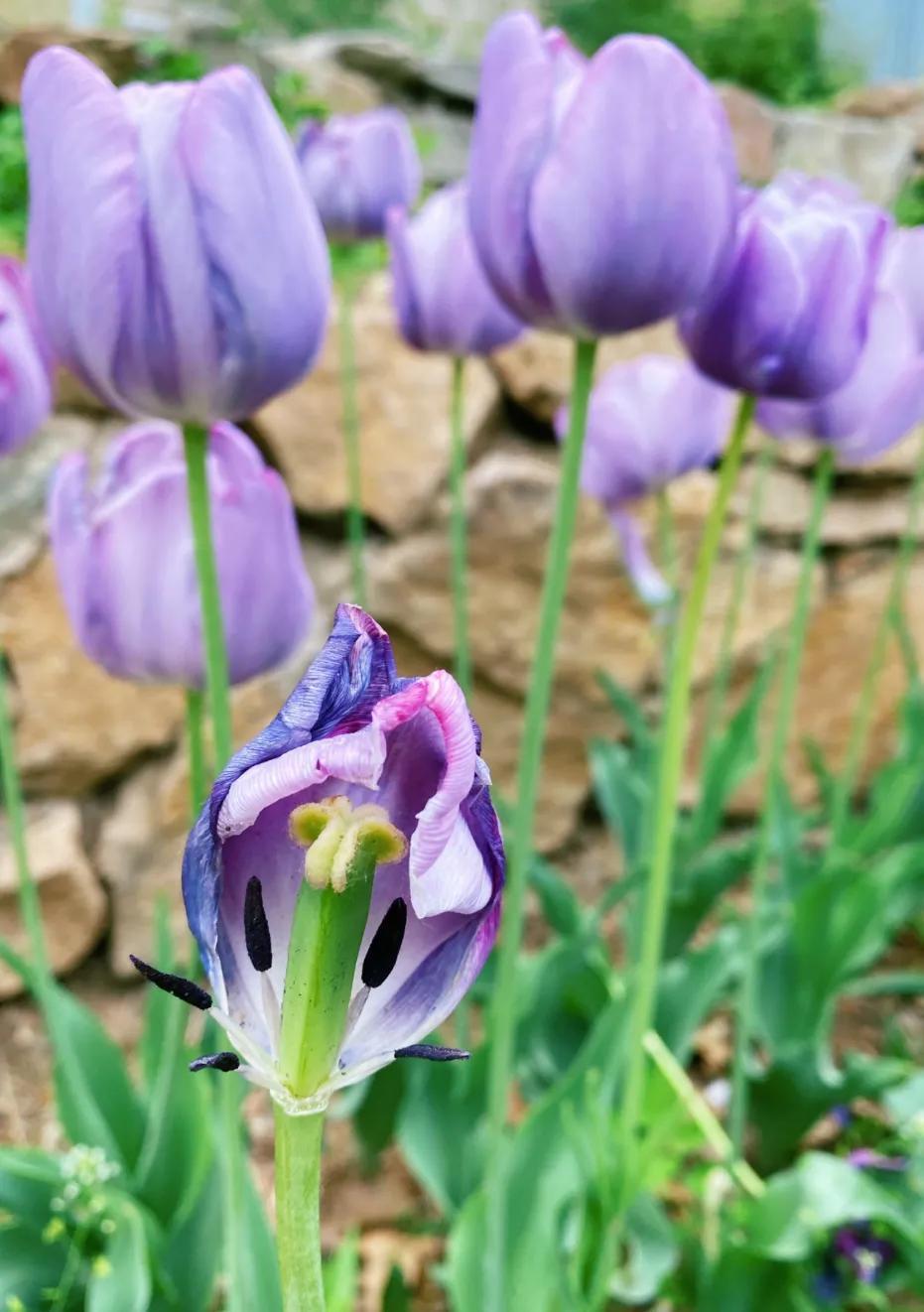郁金香花语-郁金香好听的花语