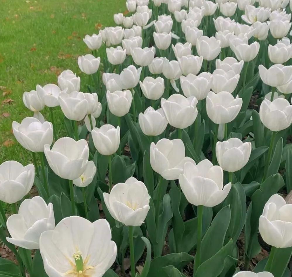 郁金香花语-郁金香好听的花语