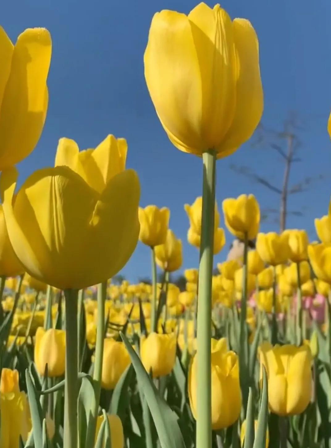 郁金香花语-郁金香好听的花语