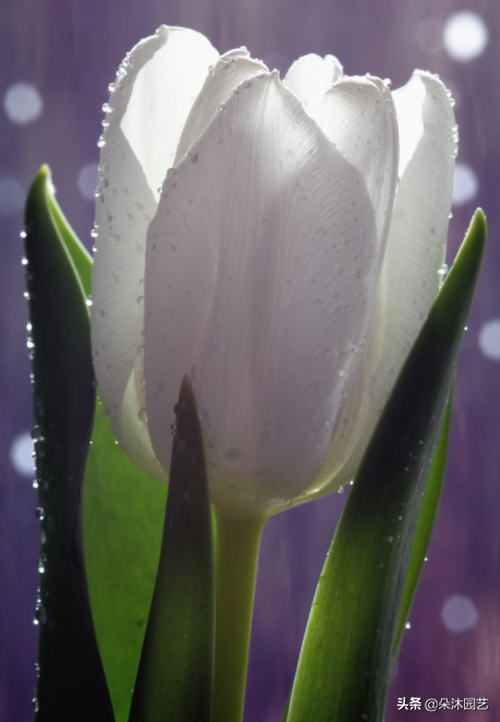 花艺科普 | 不同颜色郁金香的花语和寓意-各种颜色的郁金香花语