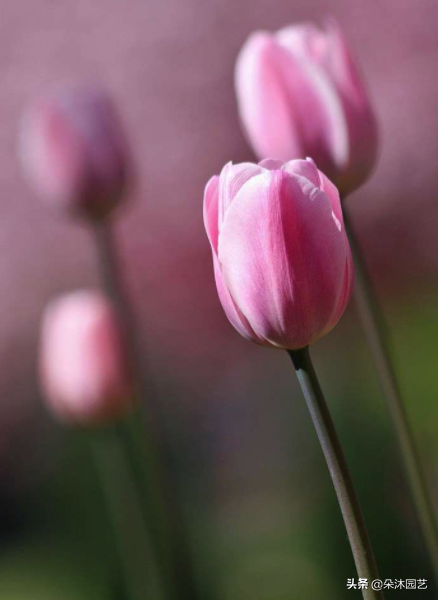 花艺科普 | 不同颜色郁金香的花语和寓意-各种颜色的郁金香花语