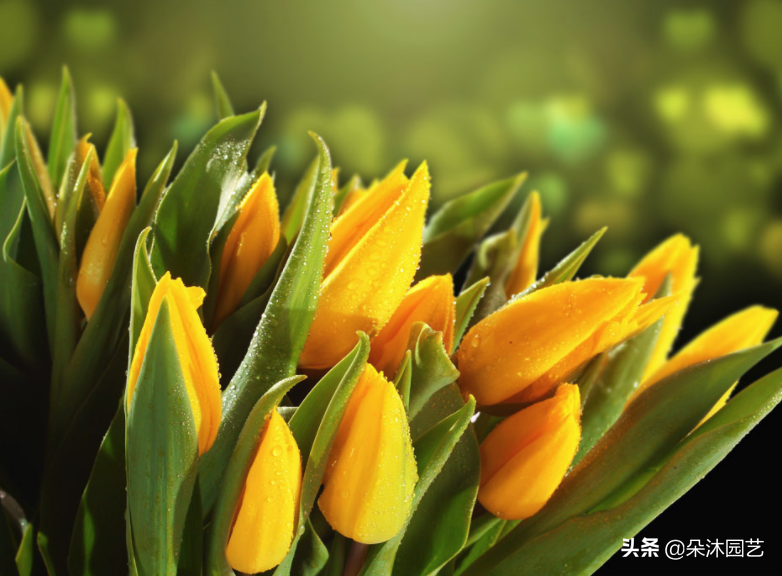 花艺科普 | 不同颜色郁金香的花语和寓意-各种颜色的郁金香花语