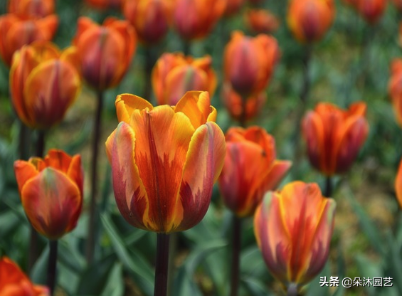 花艺科普 | 不同颜色郁金香的花语和寓意-各种颜色的郁金香花语